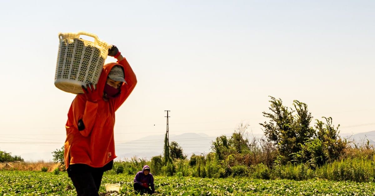 Trabajador rural cosechando en el campo